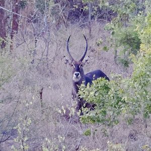 animals new (21)
