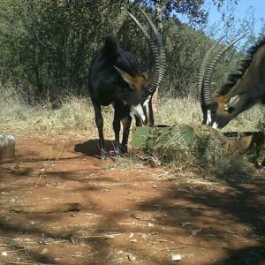 animals new (26)