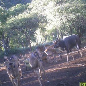 animals new (4)