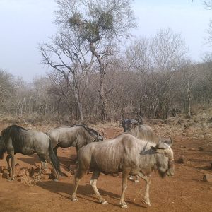 animals new (9)
